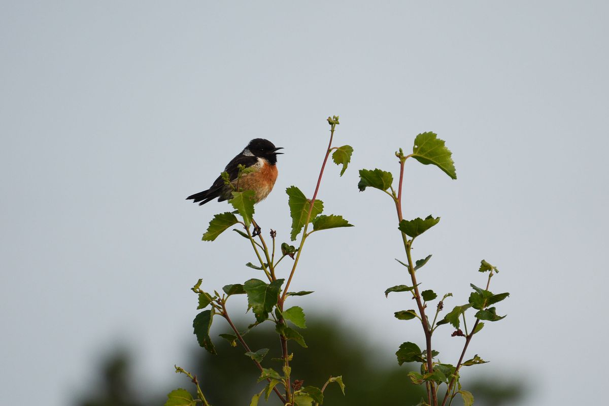A stonechat perched on a branch in a nature reserve, photographed with a supertelephoto lens of a Sony camera