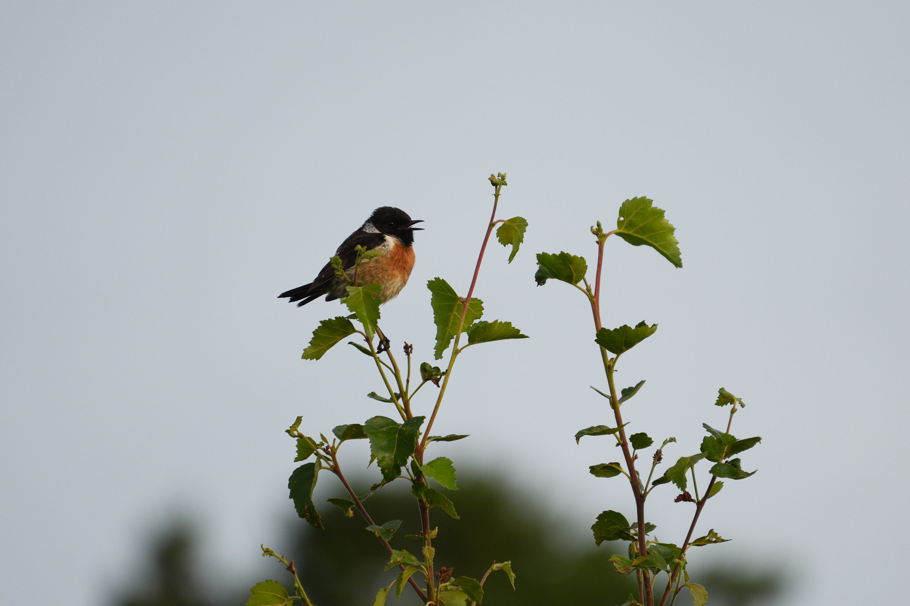 A stonechat perched on a branch in a nature reserve, photographed with a supertelephoto lens of a Sony camera