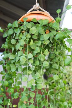 Hanging String Of Nickels Plant