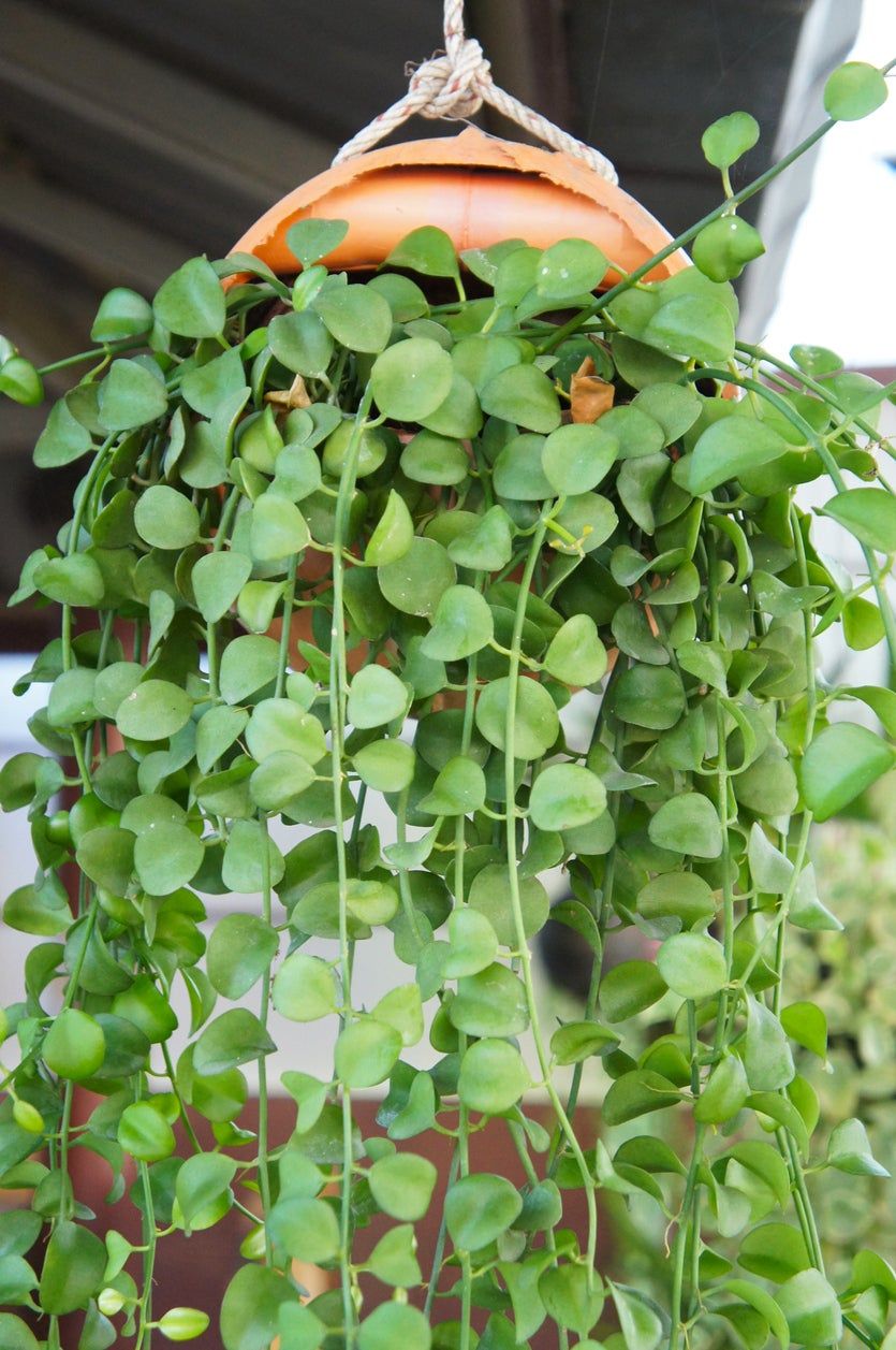 Hanging String Of Nickels Plant