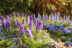 A garden with blooming delphinium flowers in purple, blue and lilac