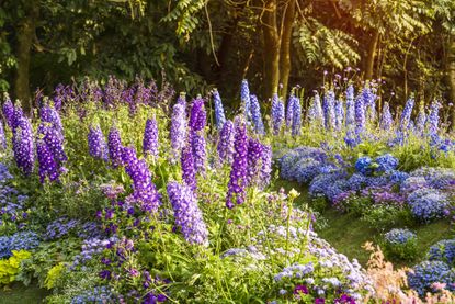 A garden with blooming delphinium flowers in purple, blue and lilac