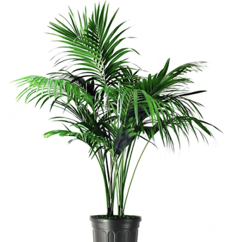 kentia palm tree