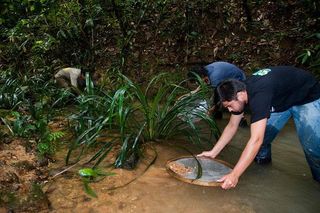 Brazilian researchers collect fish specimens from a creek in Gr