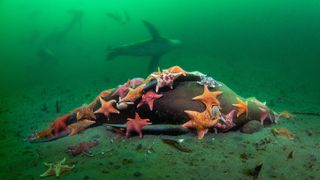 A dead california sea lion is covered in colorful bat stars that are scavenging the dead marine mammal.