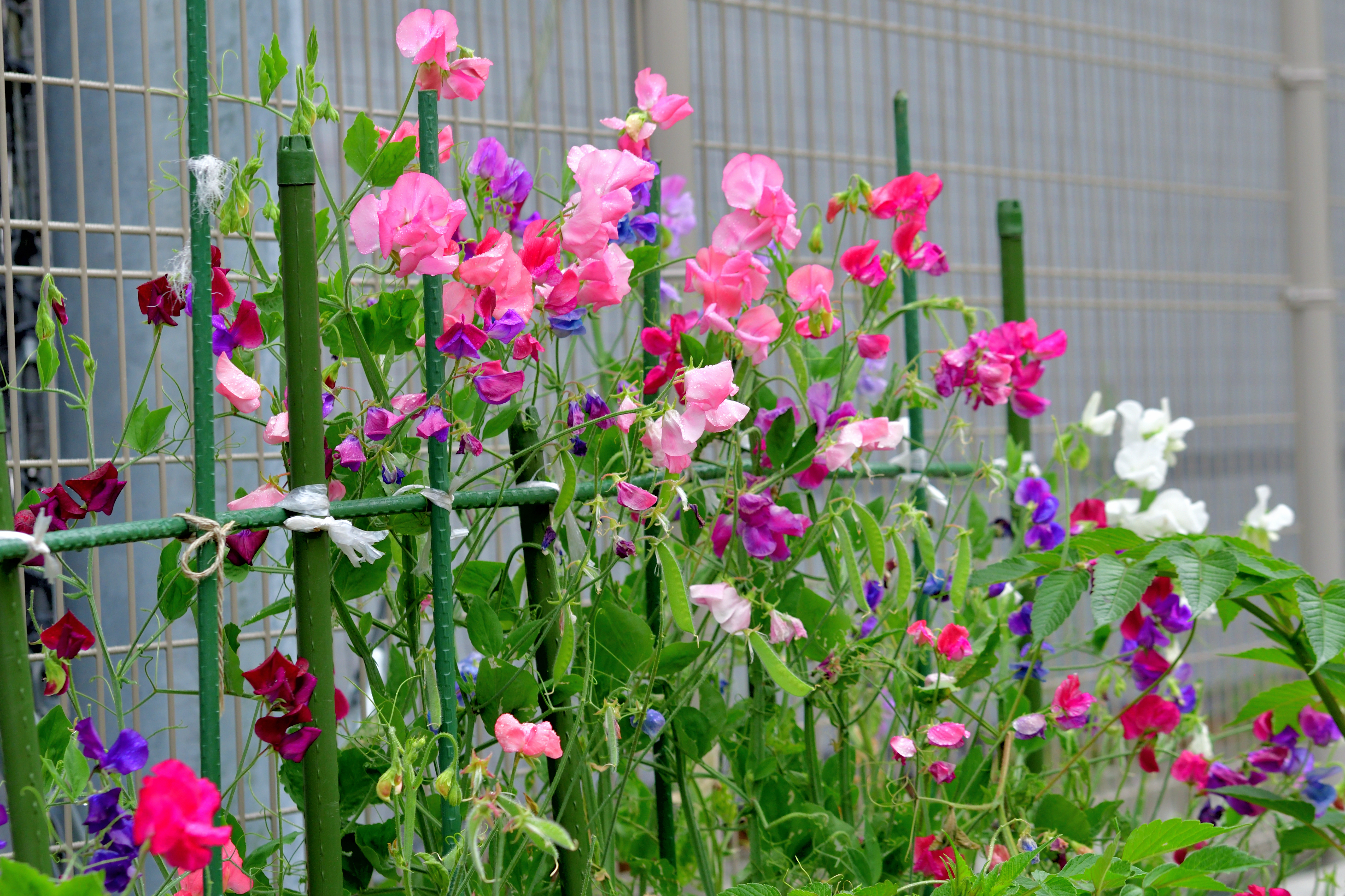 A fence of sweet peas