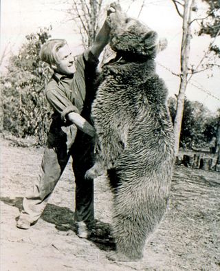 Voytek, also known as Wojtek, the soldier bear at the Edinburgh Zoo.