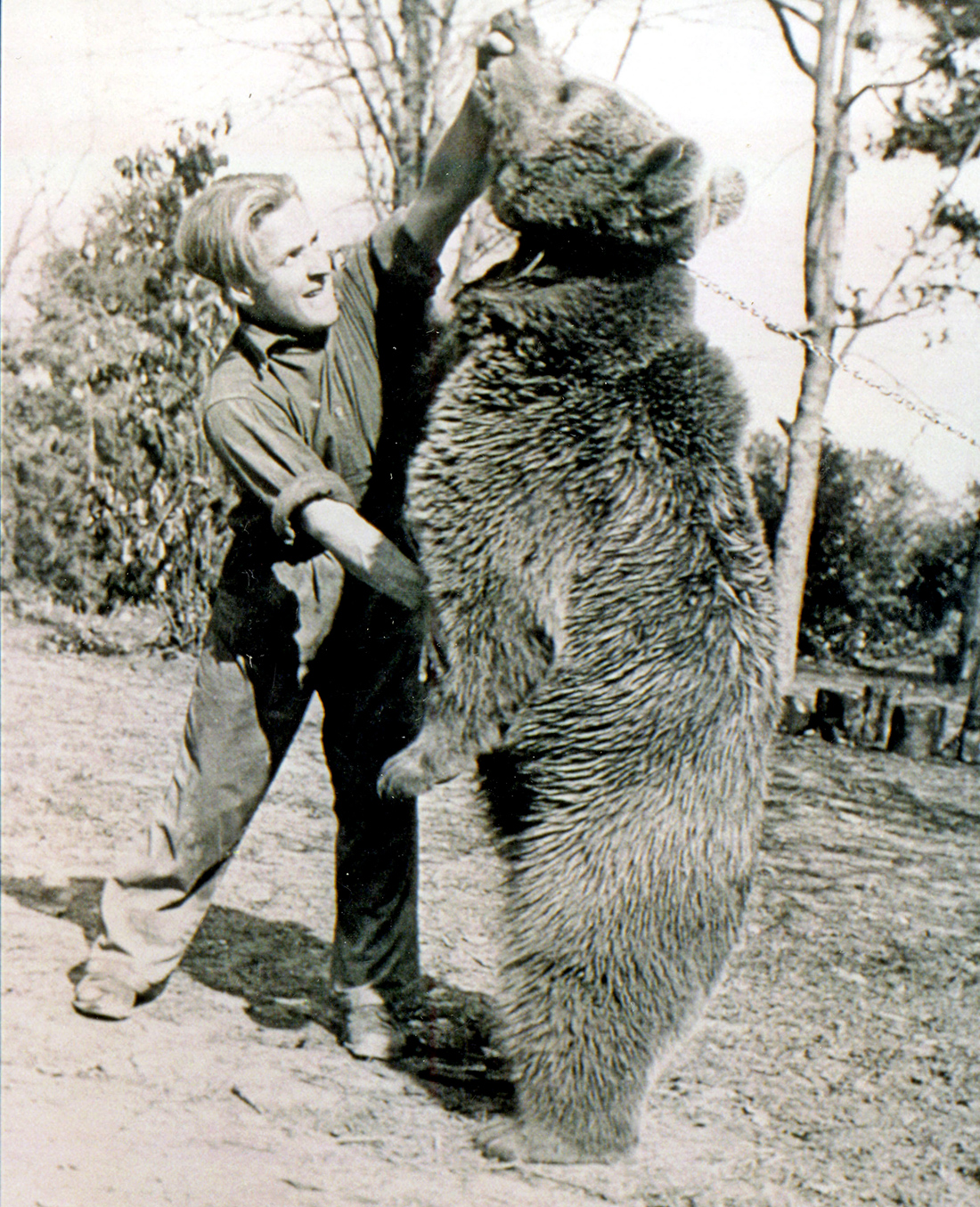 Voytek, also known as Wojtek, the soldier bear at the Edinburgh Zoo.