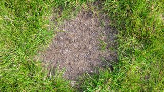 A bare patch of soil in a lawn