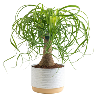 Costa Farms Ponytail Palm Bonsai from Amazon