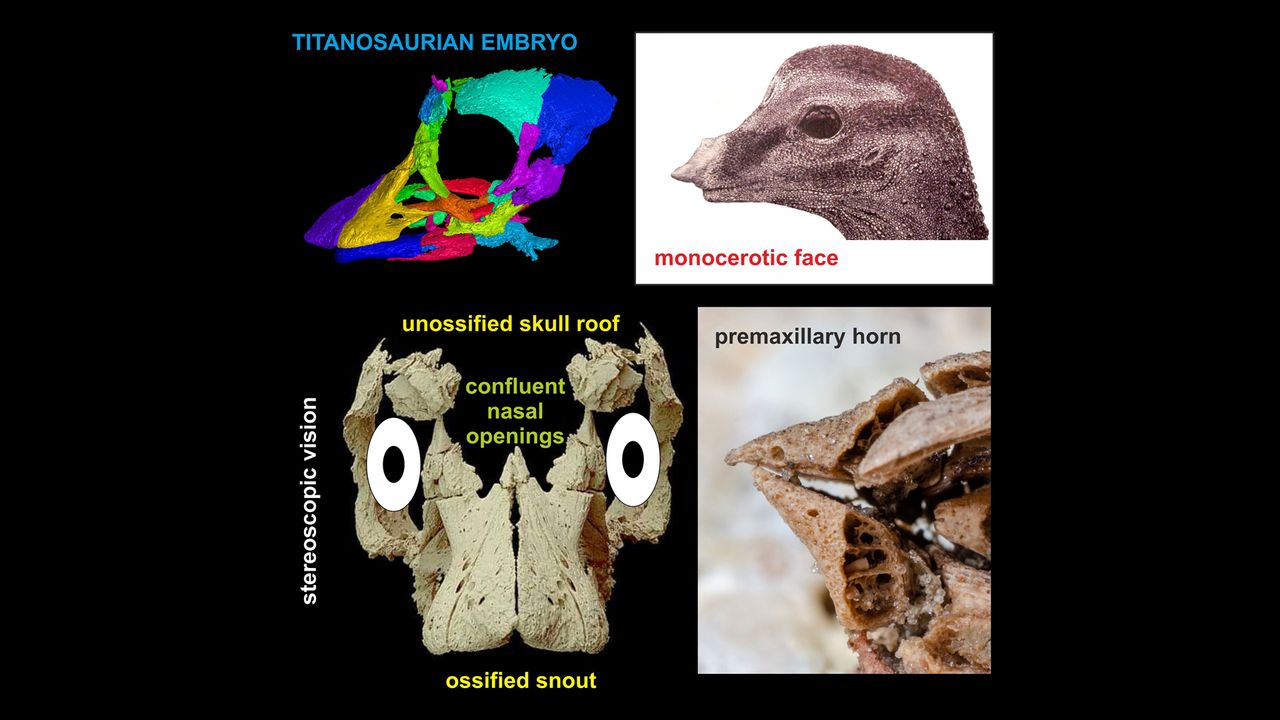 A 3D digital reconstruction of the titanosaur skull (top left); an illustration of the titanosaur's horned head, by Vladimir Rimbala (top right); a photo showing mirror-images of the skull (in reality, only the left side was exposed after the chemical preparation; bottom left); and the tiny horn (bottom right).