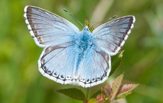 Chalk Hill Blue butterfly