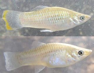 male and female shortfin molly fish