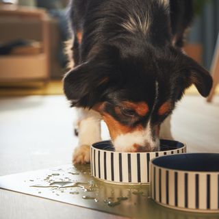 dog eating from IKEA UTSÅDD bowl on a placemat