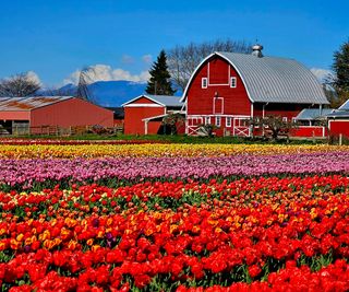 Skagit tulip event with mixed flowers on display