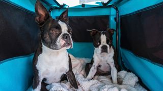 Best dog travel crates