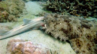 During a 30-minute observation, the researchers said the sharks didn't move, with the wobbegong shark not progressing in its ingestion of the likely dead bamboo shark.