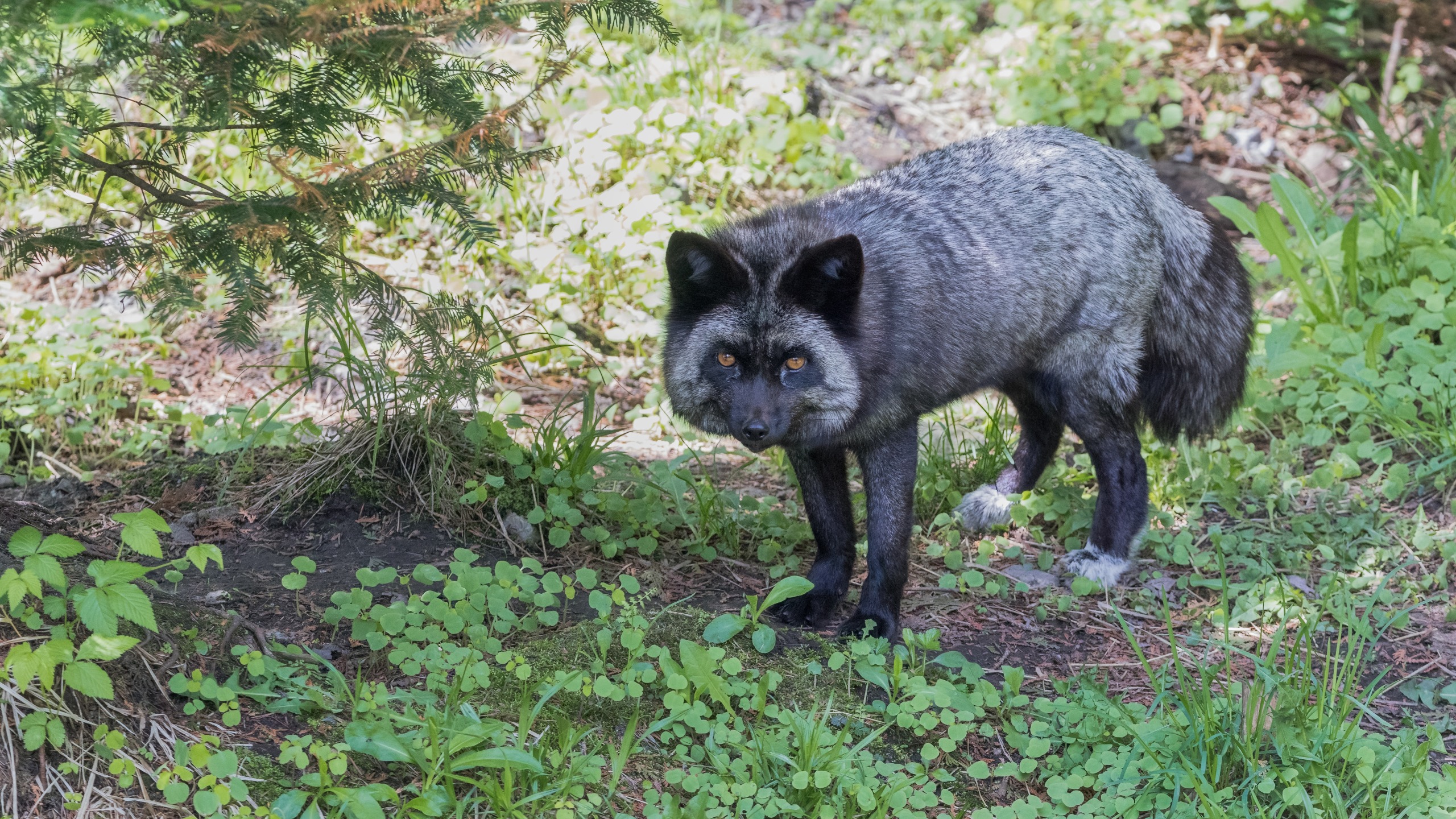 Rare black color red fox portrait in woodland