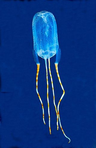 A box jellyfish discovered off the island of Bonaire.