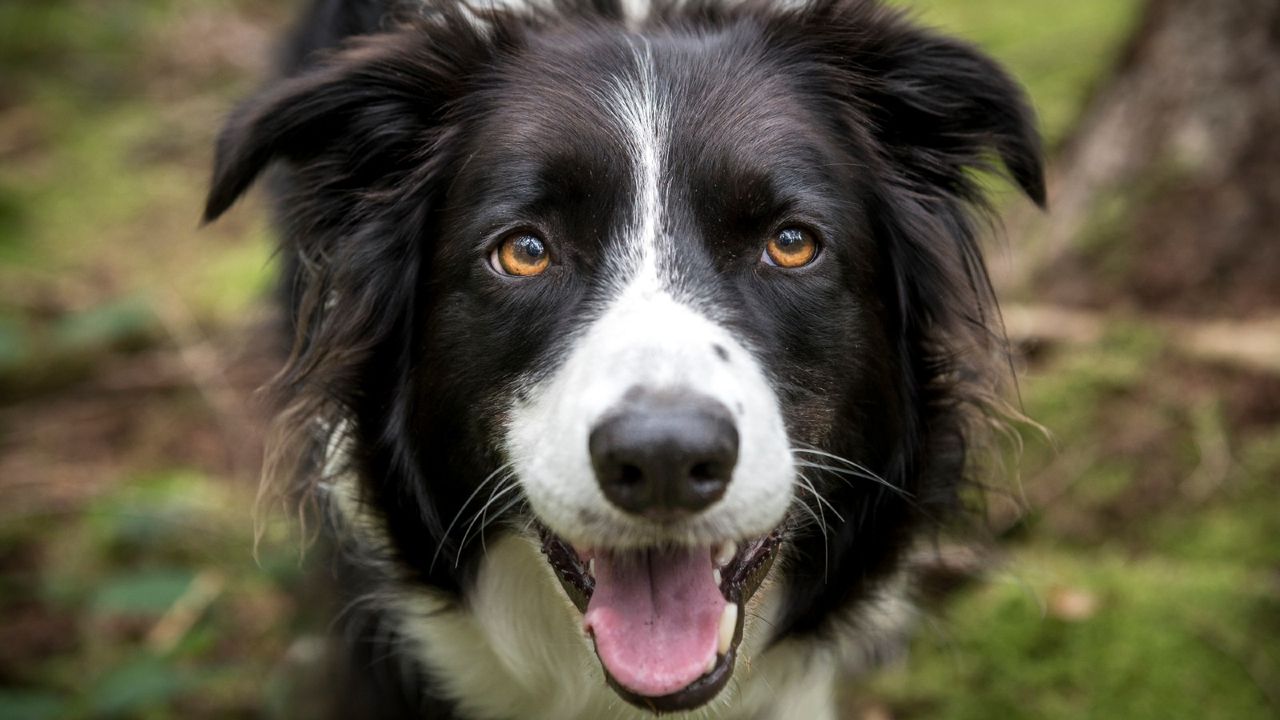 medium dog breeds: border collie