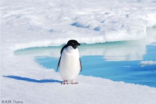 An Adélie penguin searching for food on sea ice. With sea ice distribution changing with climate change, the penguins increasingly face environmental stress that could affect the quality of their parenting.