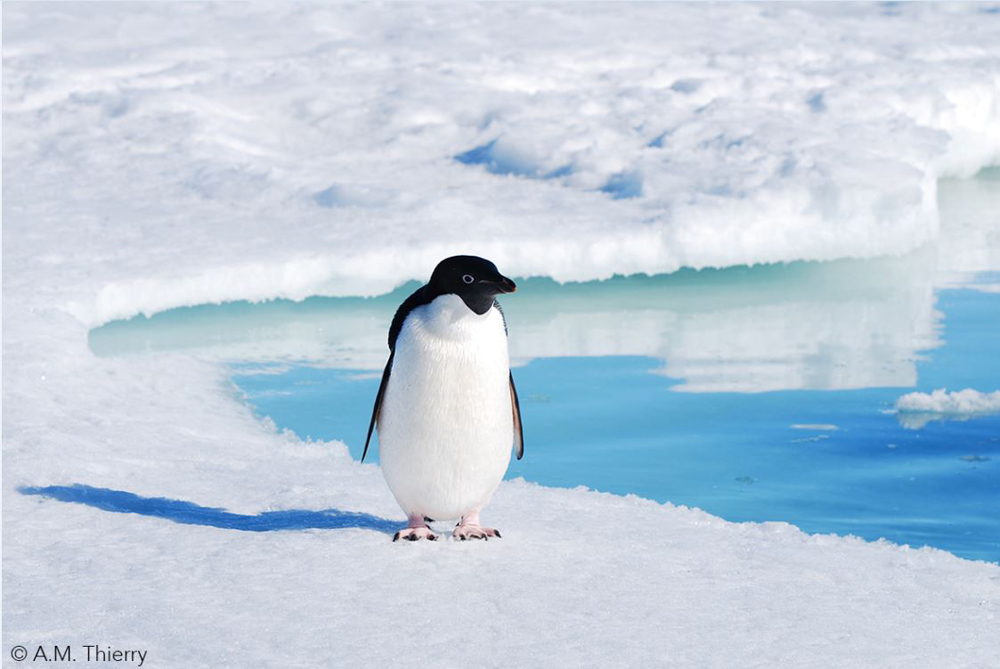 An Adélie penguin searching for food on sea ice. With sea ice distribution changing with climate change, the penguins increasingly face environmental stress that could affect the quality of their parenting.
