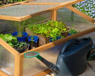 mini cold frame made from polycarbonate sheets