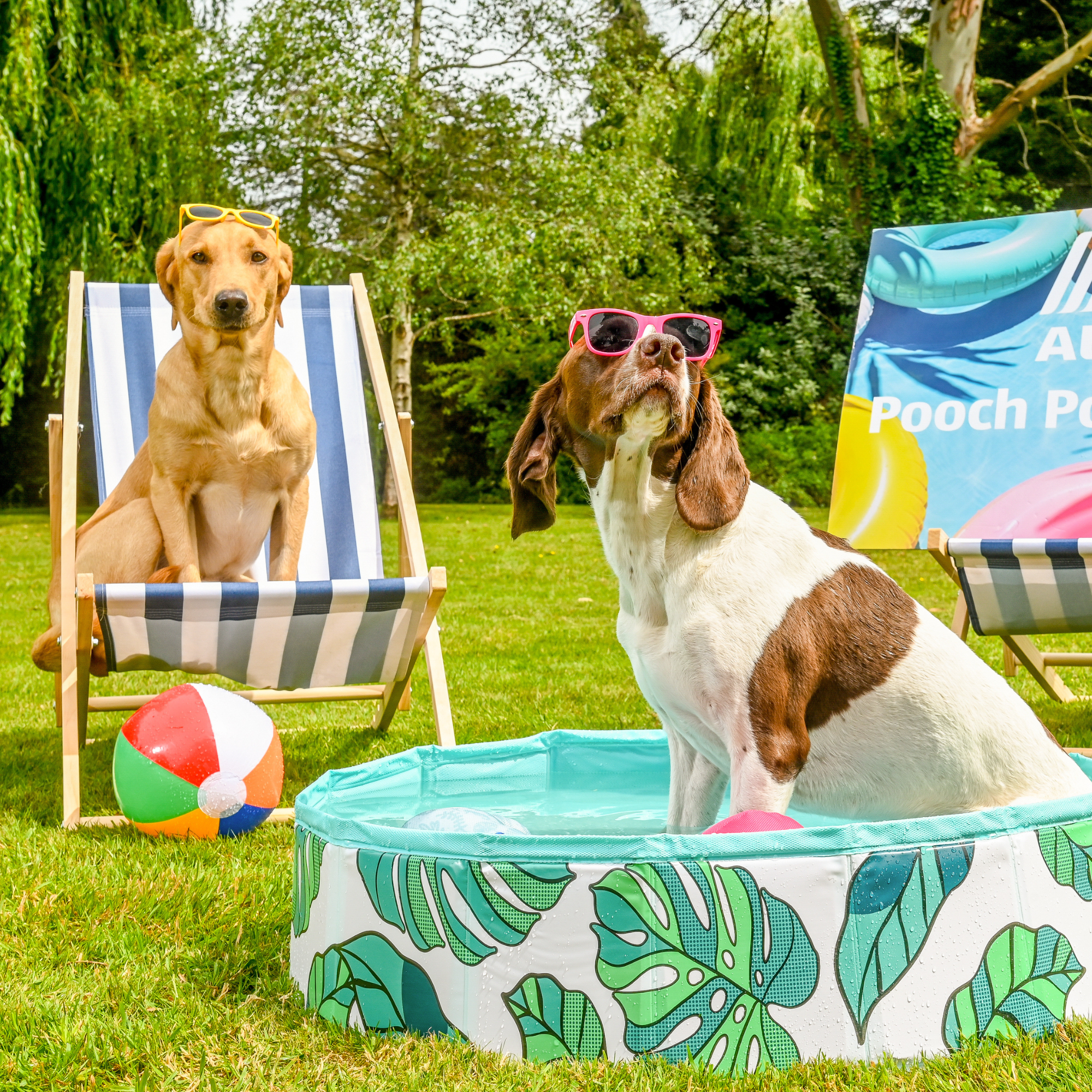 Dog wearing sunglassed in paddling pool. Behind is a dog sat on a striped deck chair.