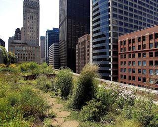 A sustainable roof garden idea in Chicago, with mature shrubs and circular paving.