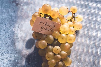 Australia's Italian varietals