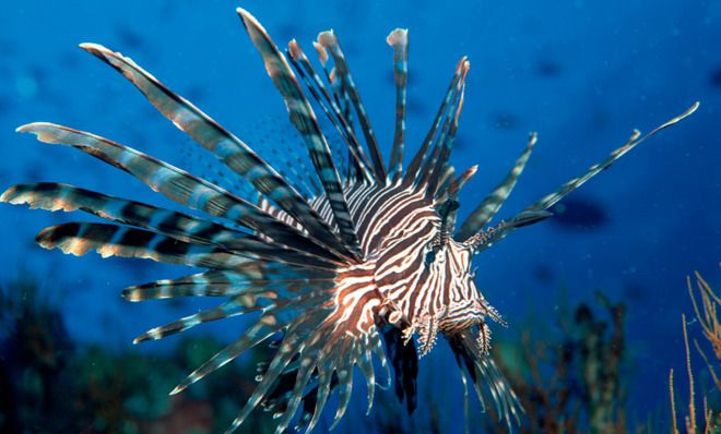 Lionfish