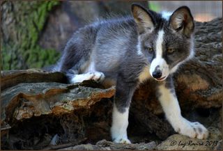 A domesticated silver fox, looking quite a bit more similar to Fido.