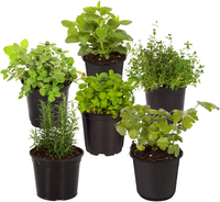 Mixed fresh herbs, Amazon