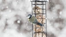 Bird feeder in winter with blue tit
