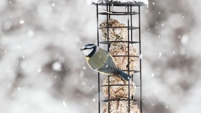 Bird feeder in winter with blue tit