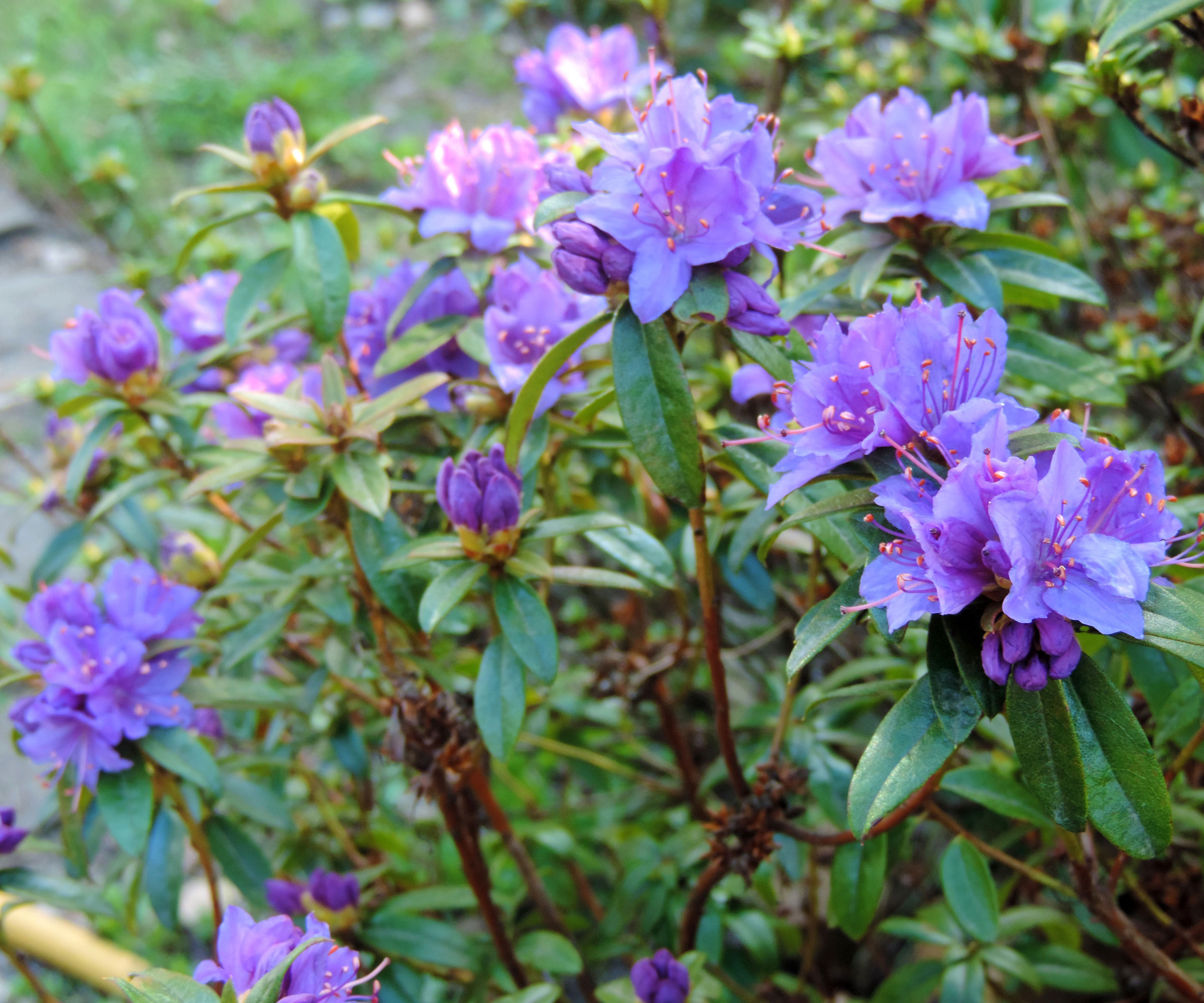 rhododendron Blue Tit with purple blue flowers