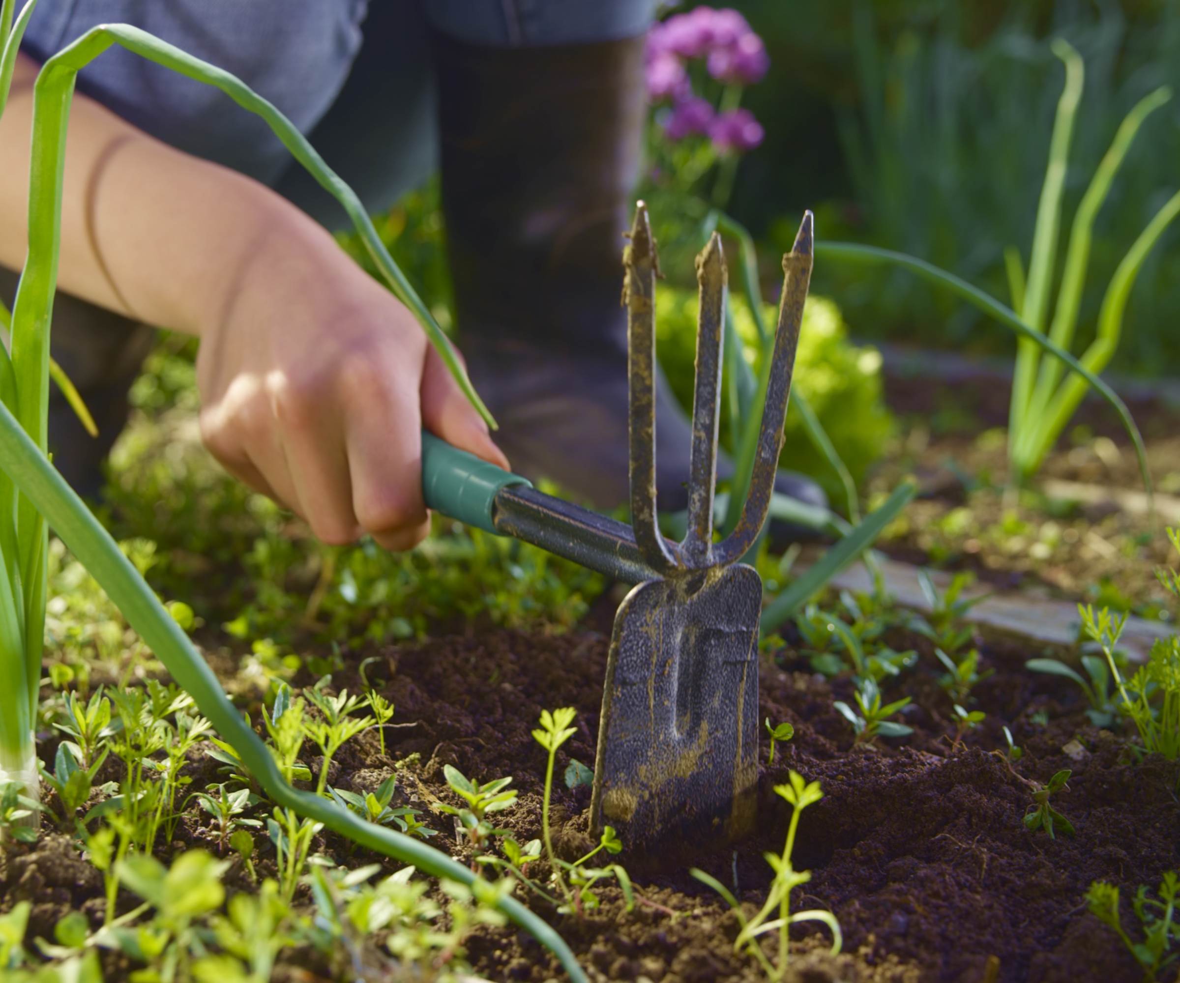 A gardener uses a hand hoe and tiller tool to work the soil