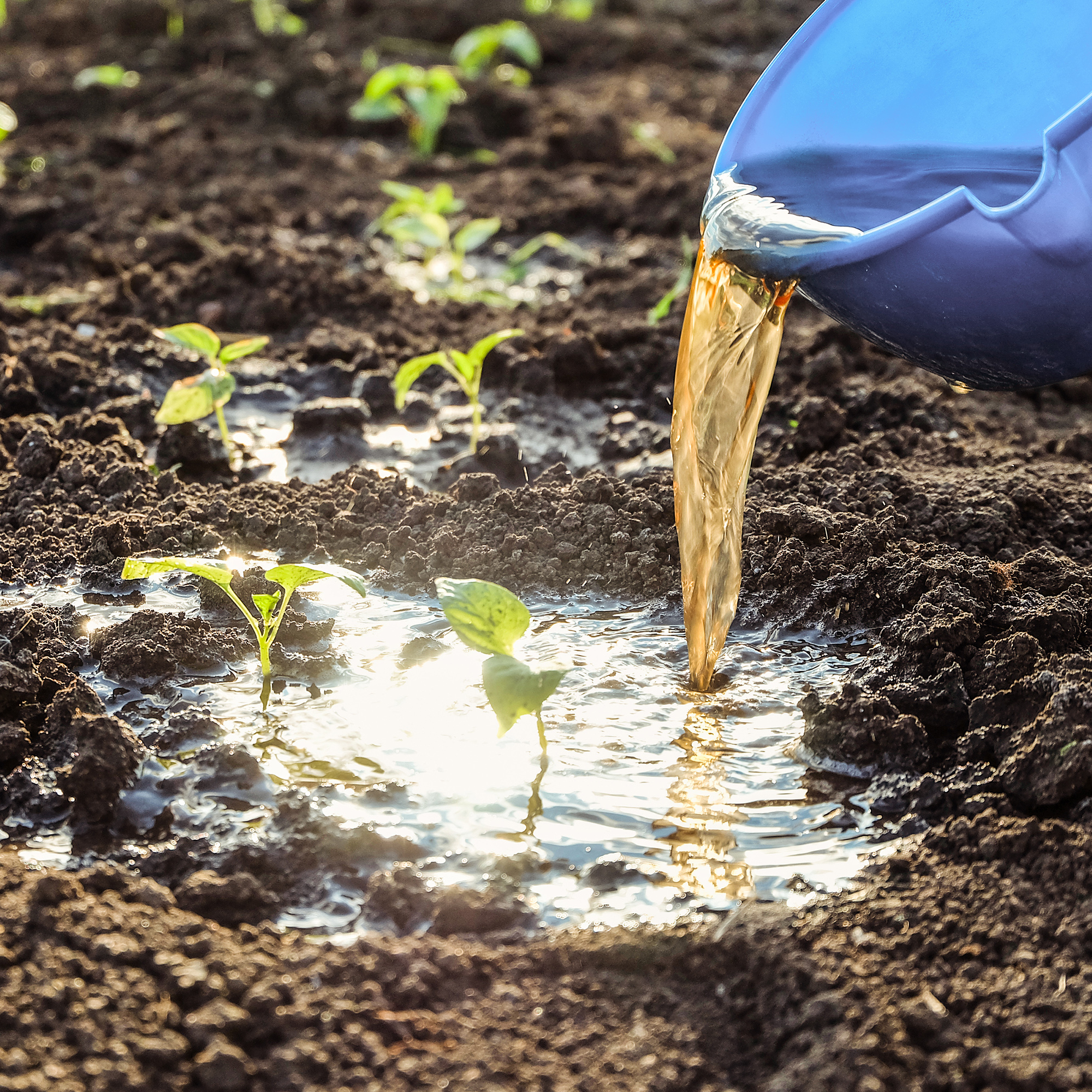 bucket of compost tea pouring on seedlings