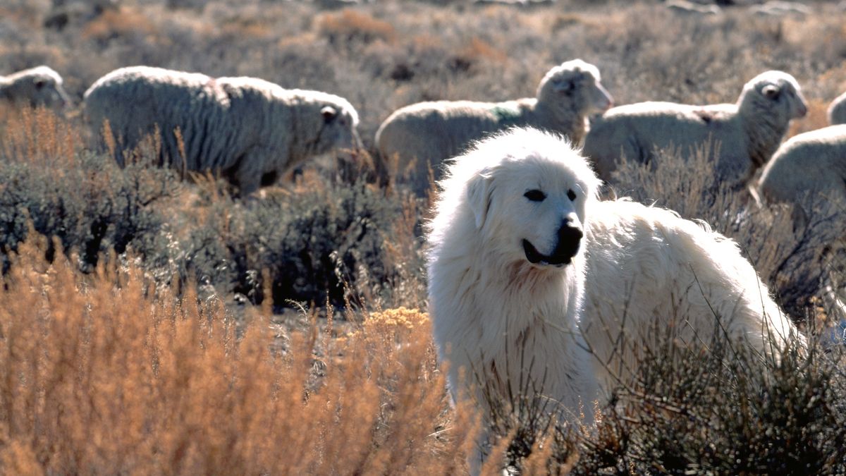 A Great Pyrenees dog guards sheep on winter range land in the Great Salt Lake Desert. Utah