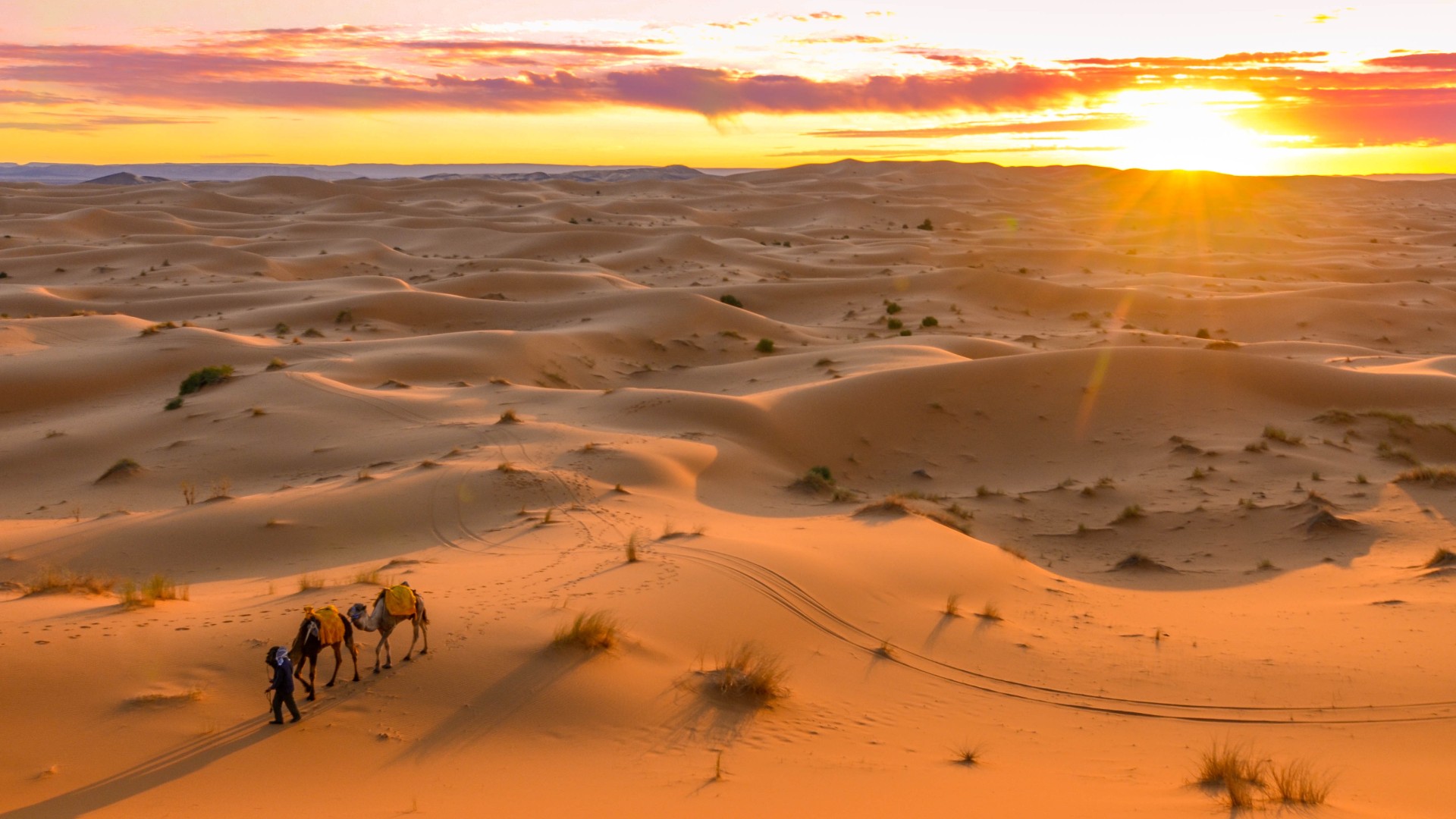 Here we see a beautiful sunset over the desert.  In the foreground, a figure leads two camels.