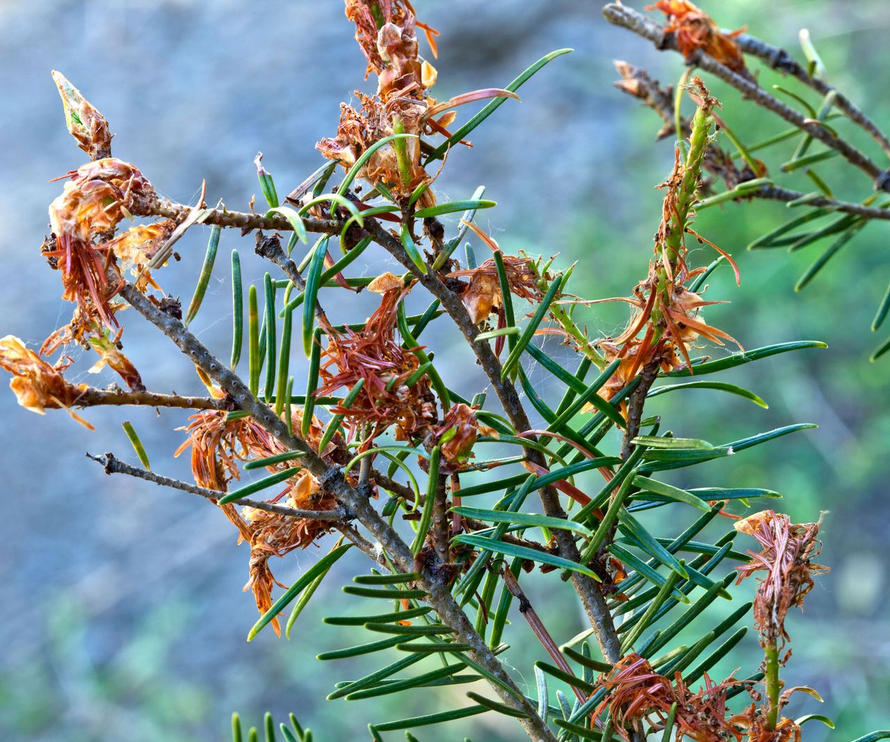 What To Do If Your Tree Has Douglas Fir Tussock Moth | Gardening Know How