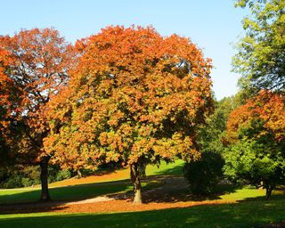 Sycamore Maple Tree, Acer pseudoplatanus