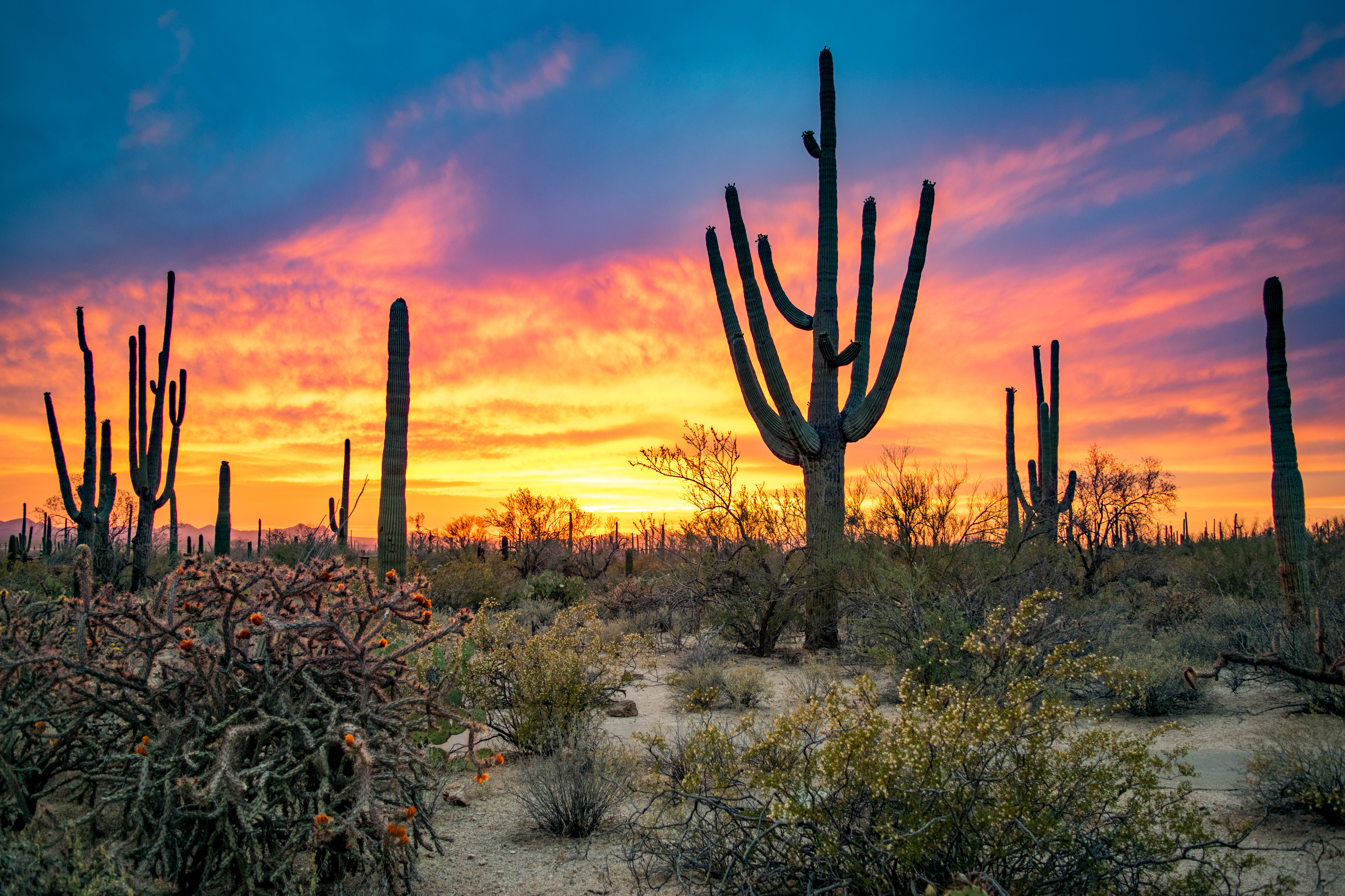 Saguaro cacti at Saguaro National Park at sunset