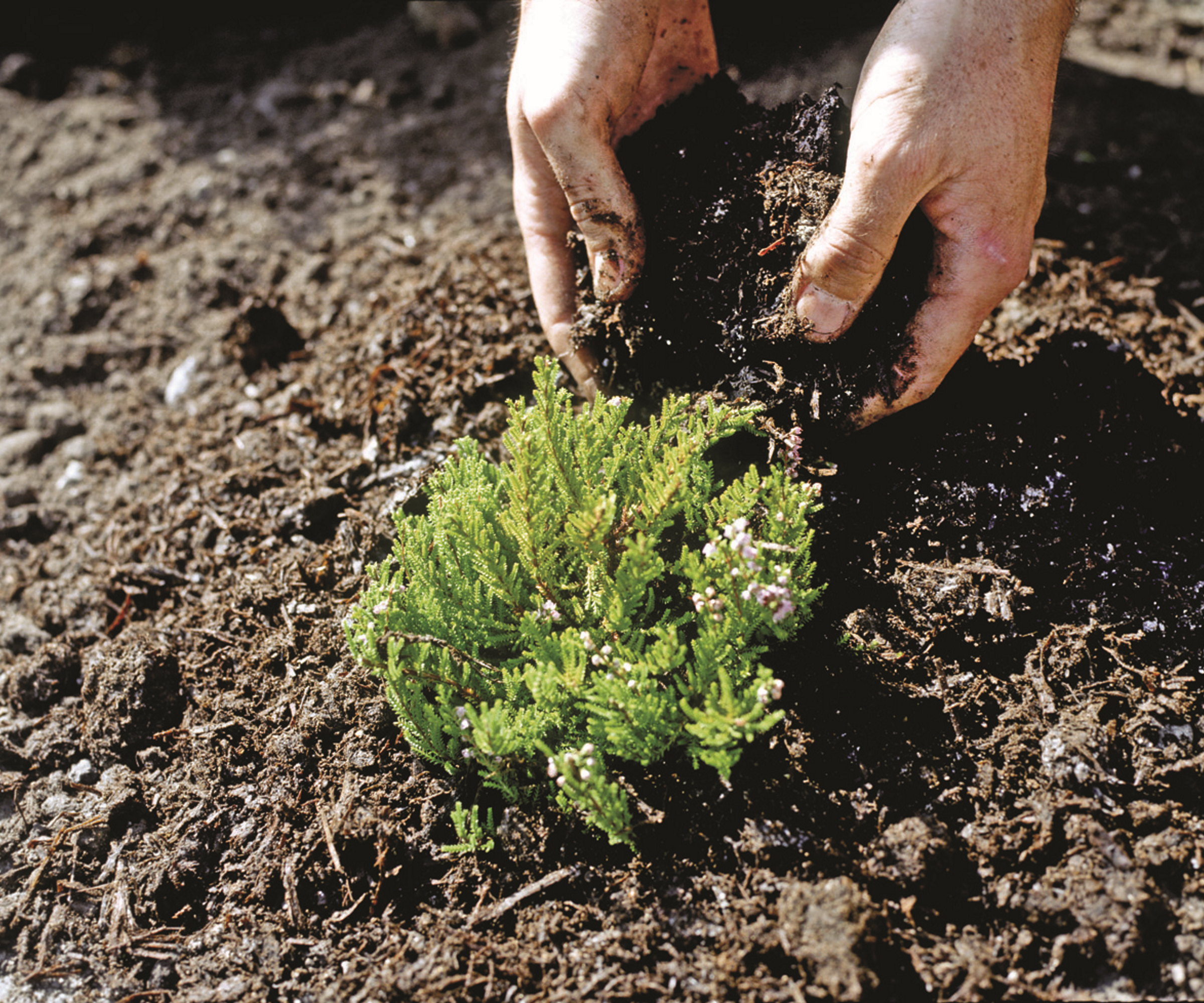 A gardener is mulching a heather plant with compost by hand