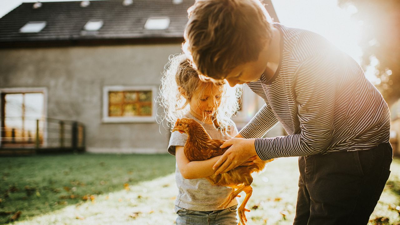 A young boy helps a young girl with a chicken on a family farm.