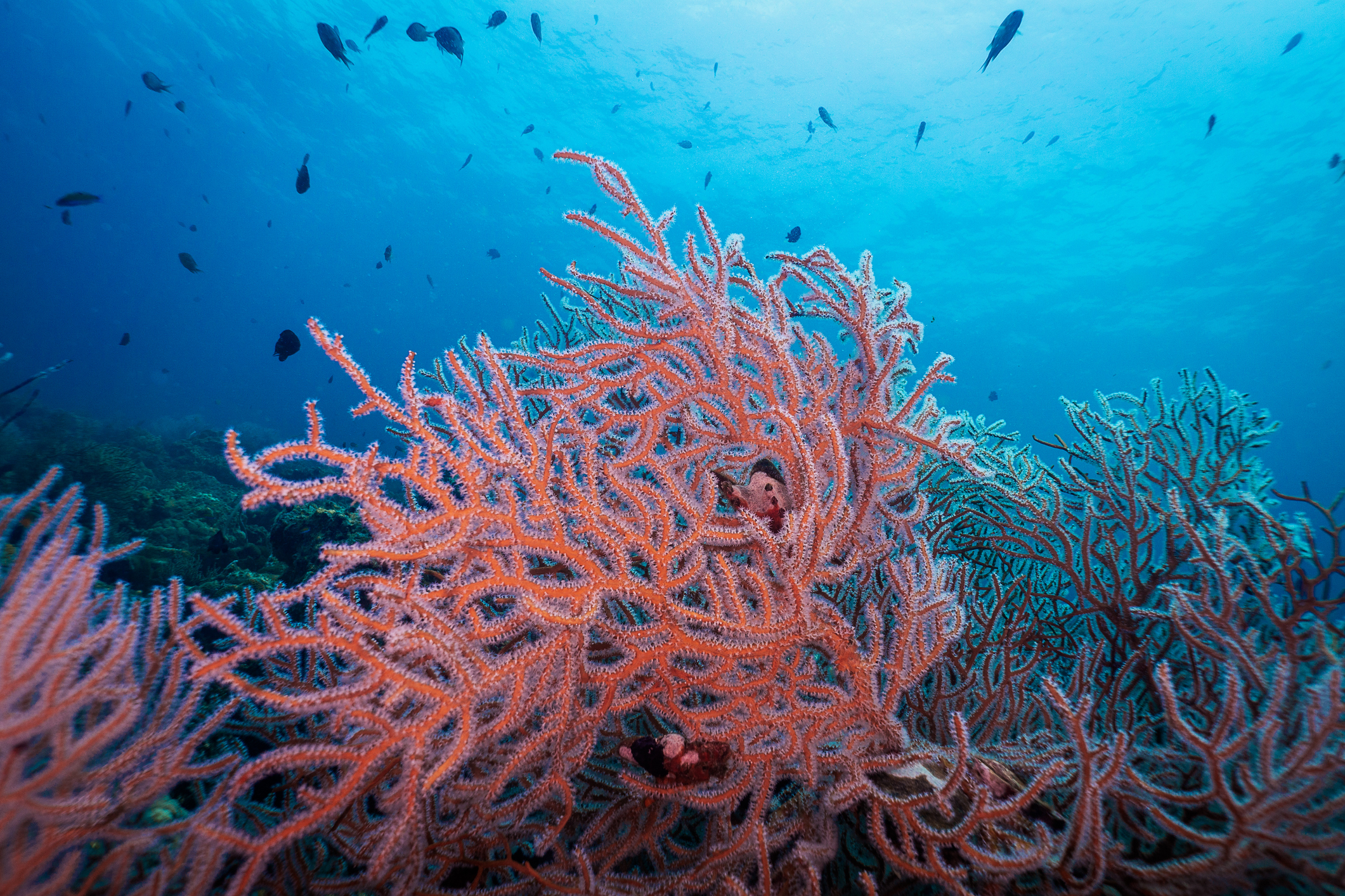 Red Finger Gorgonian