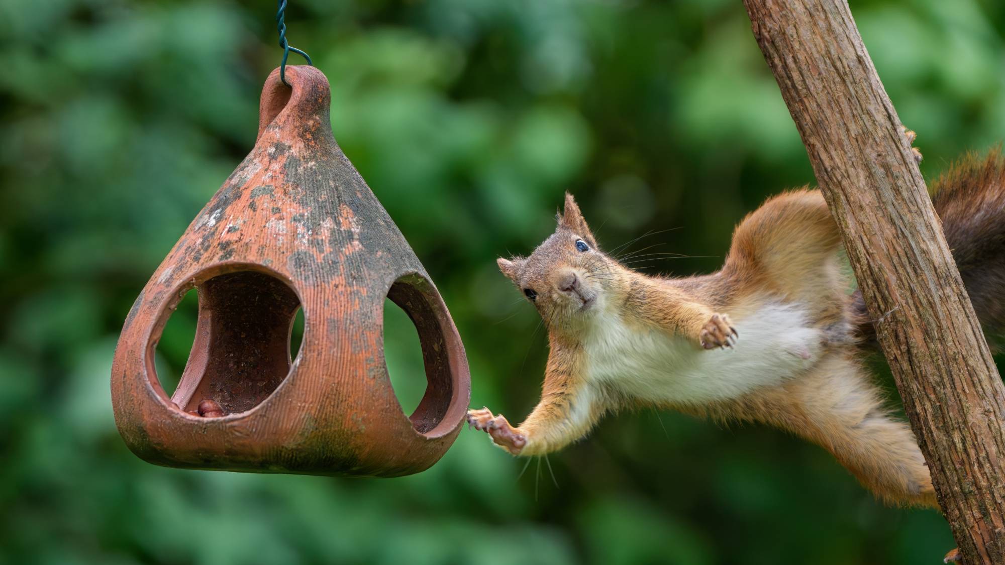 A squirrel touches a bird feeder and looks at the camera