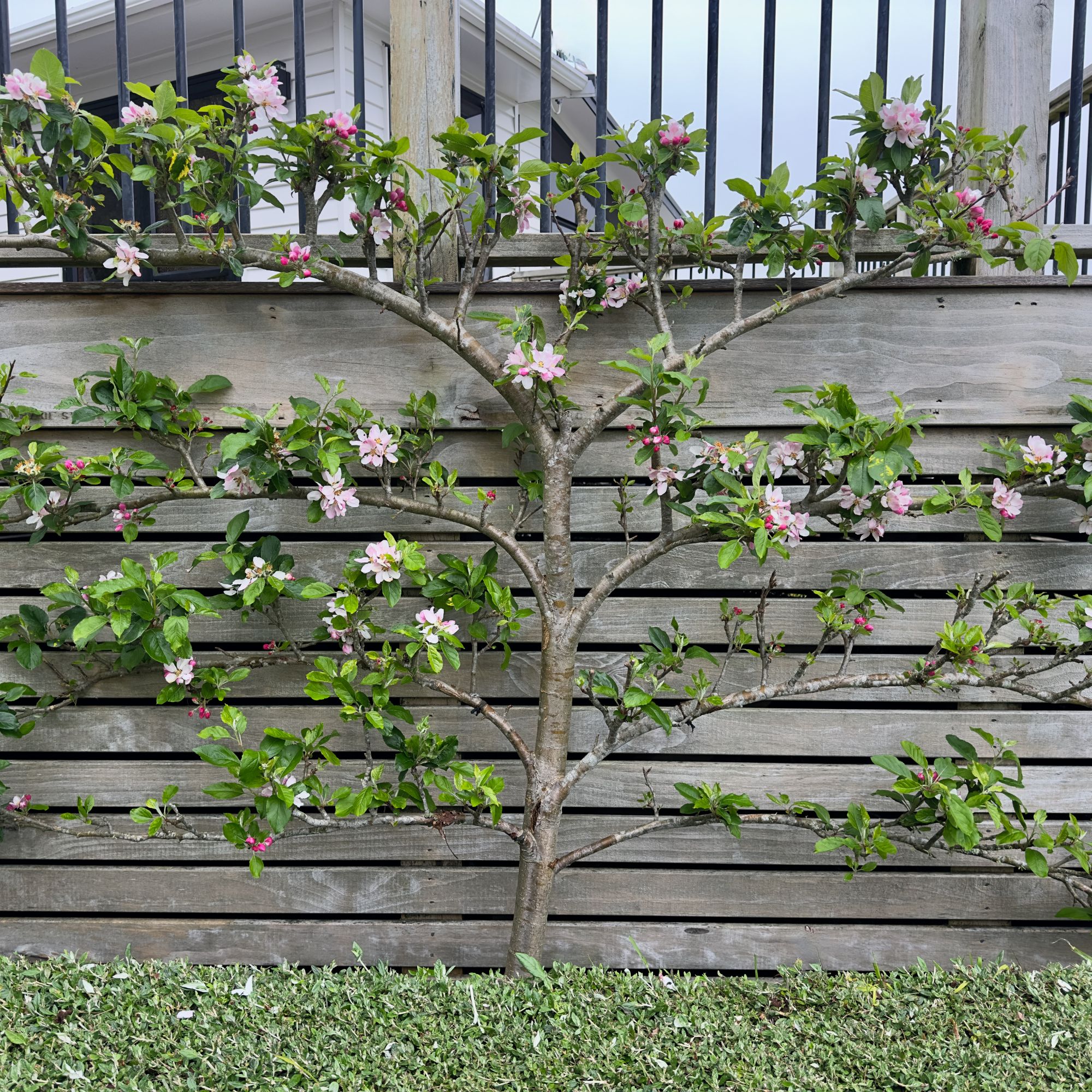 Espalier apple tree growing against wooden fence with blossom
