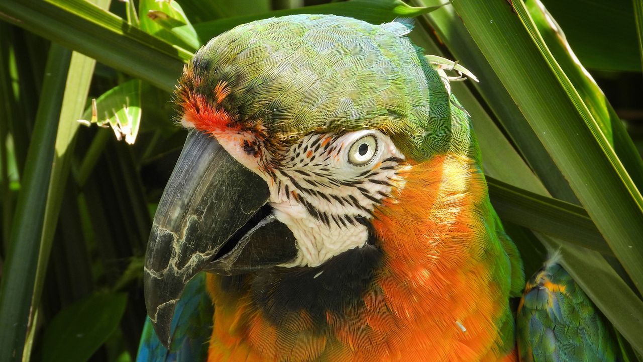 colorful bird in a tree