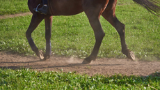 Close up of horse&rsquo;s legs showing he is barefoot as he is ridden on along a soft surfaced track